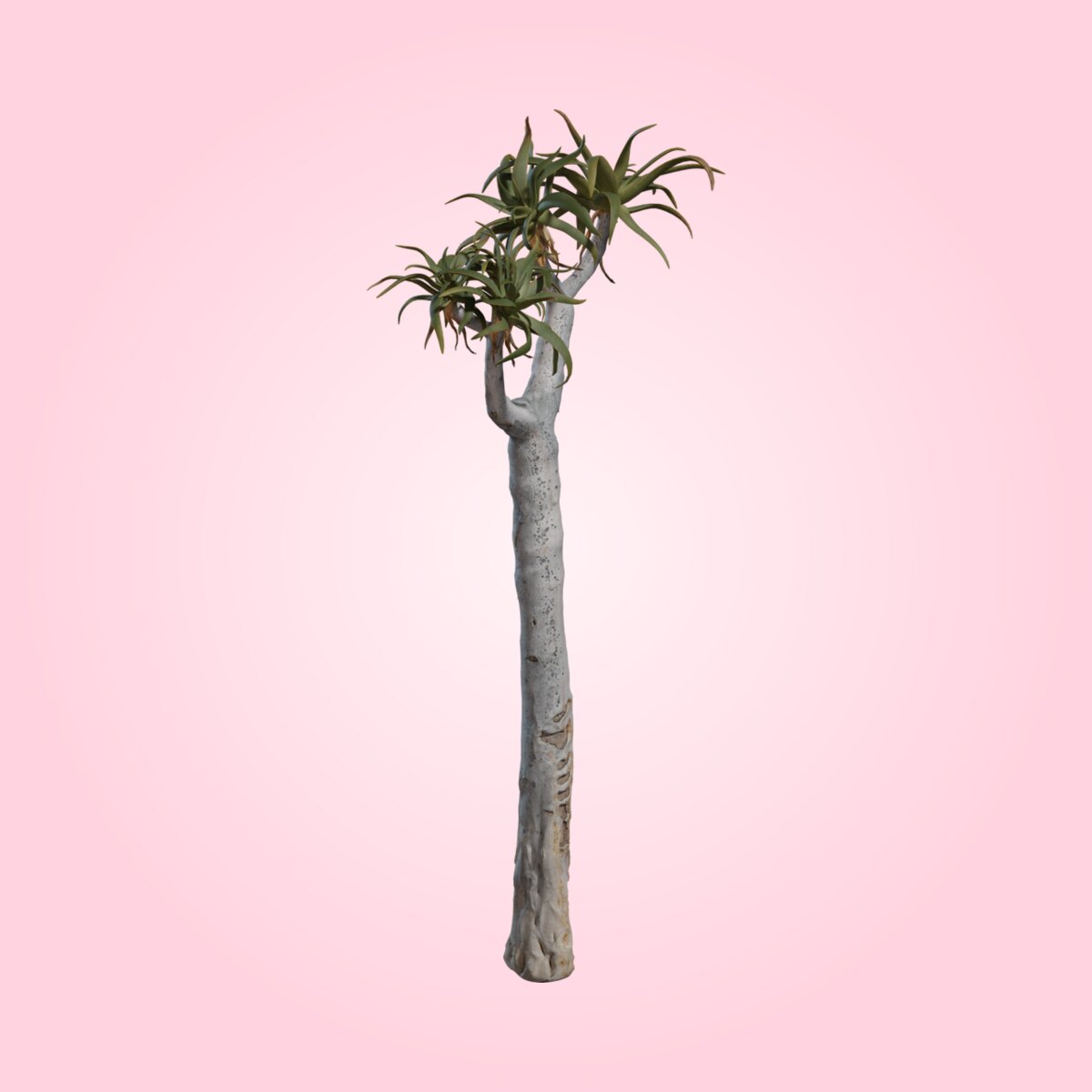 Quiver Tree 01