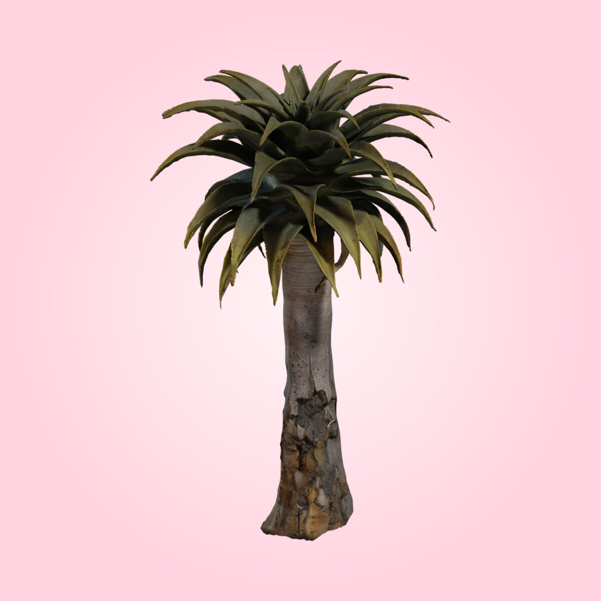 Quiver Tree 02