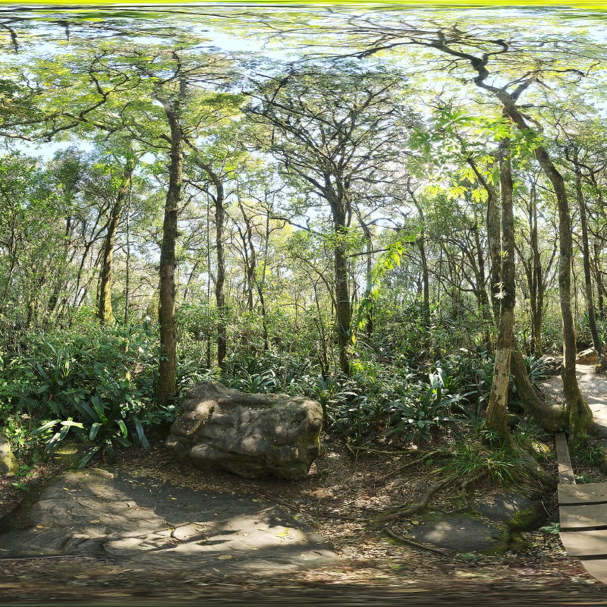 Rainforest Trail HDRI