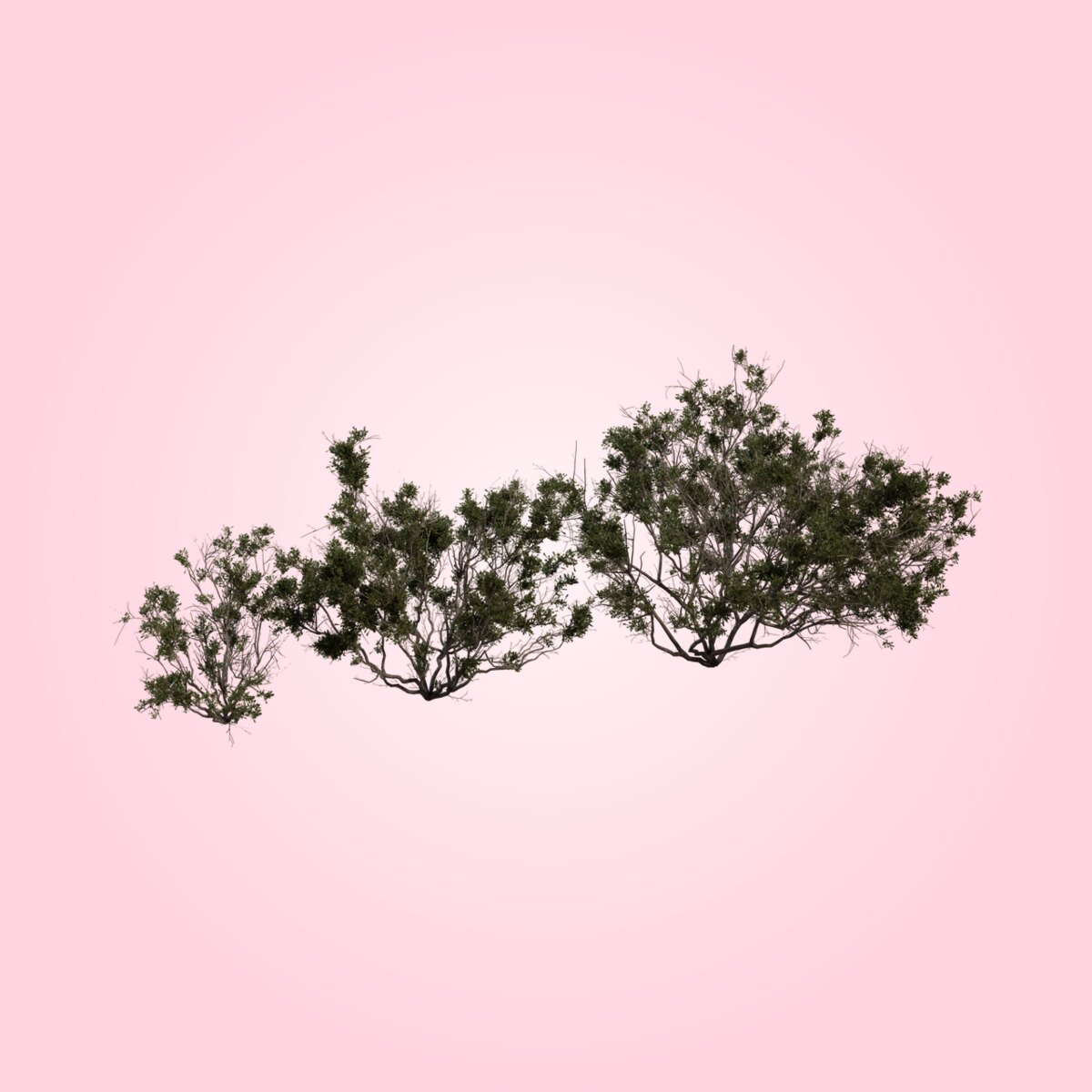 Searsia Burchellii