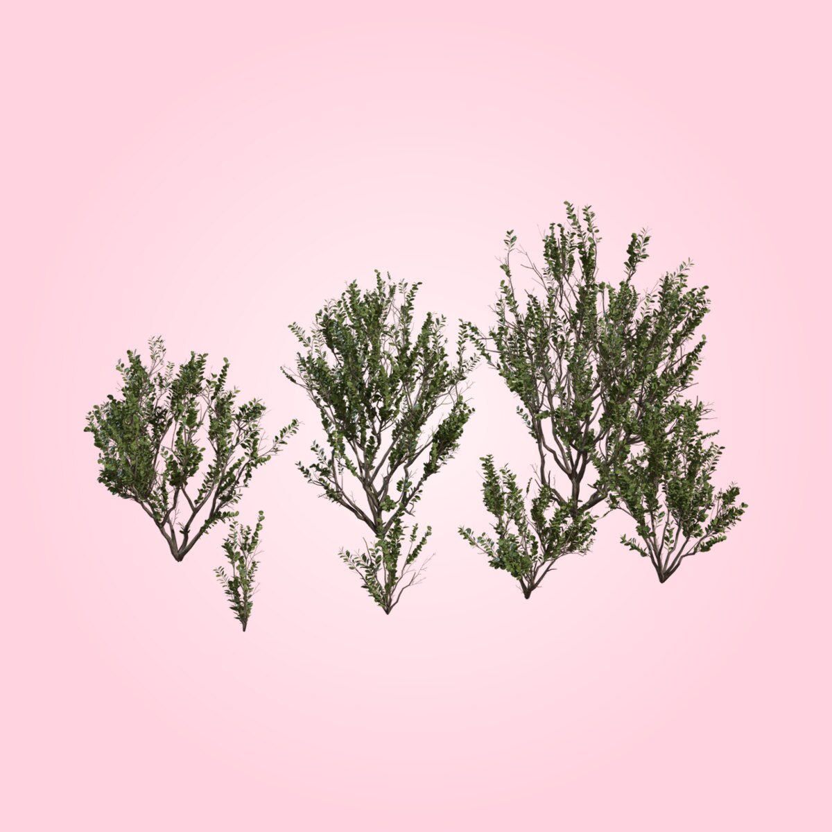 Searsia Lucida