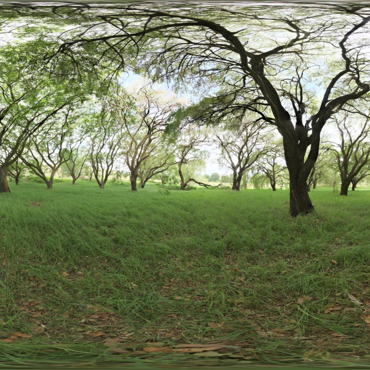 Shady Patch HDRI