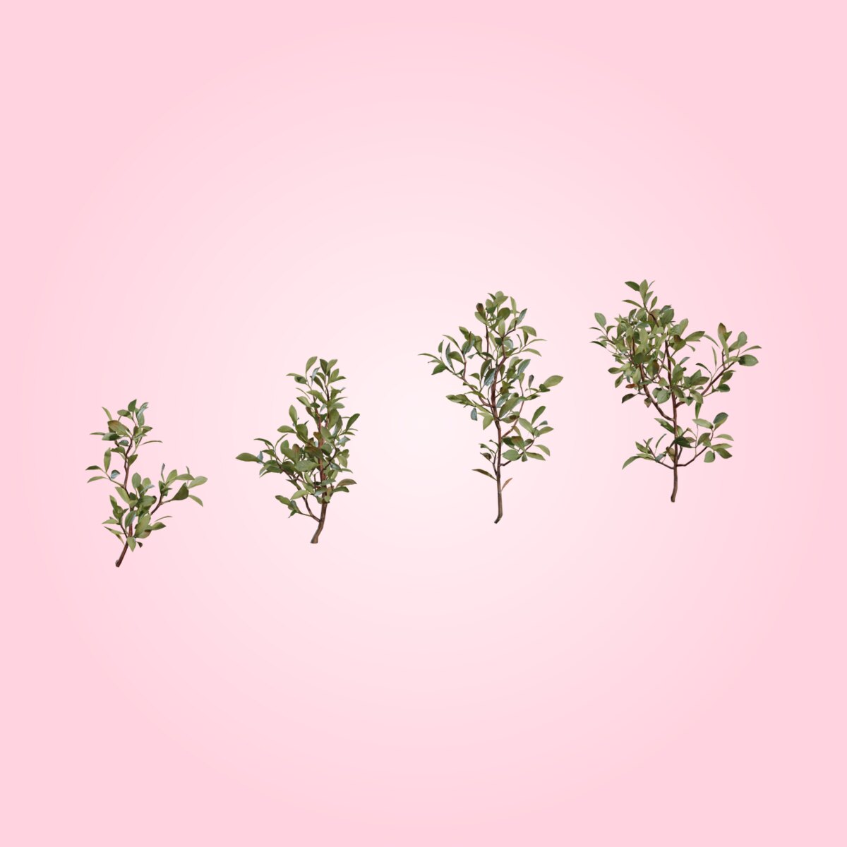 Shrub 04