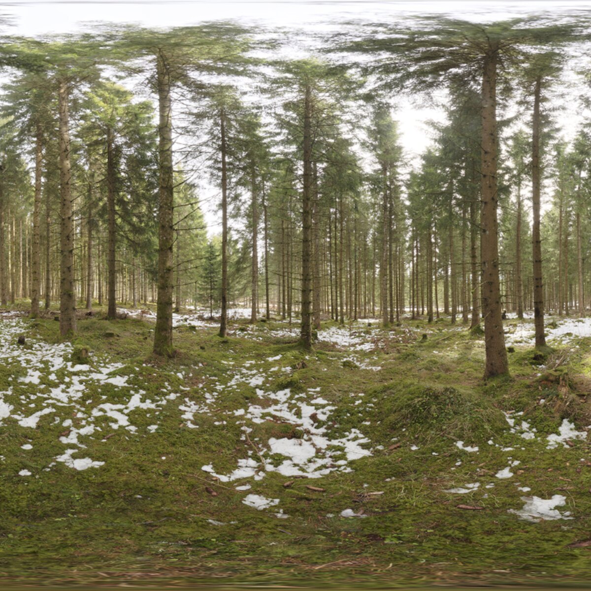 Snowy Forest HDRI
