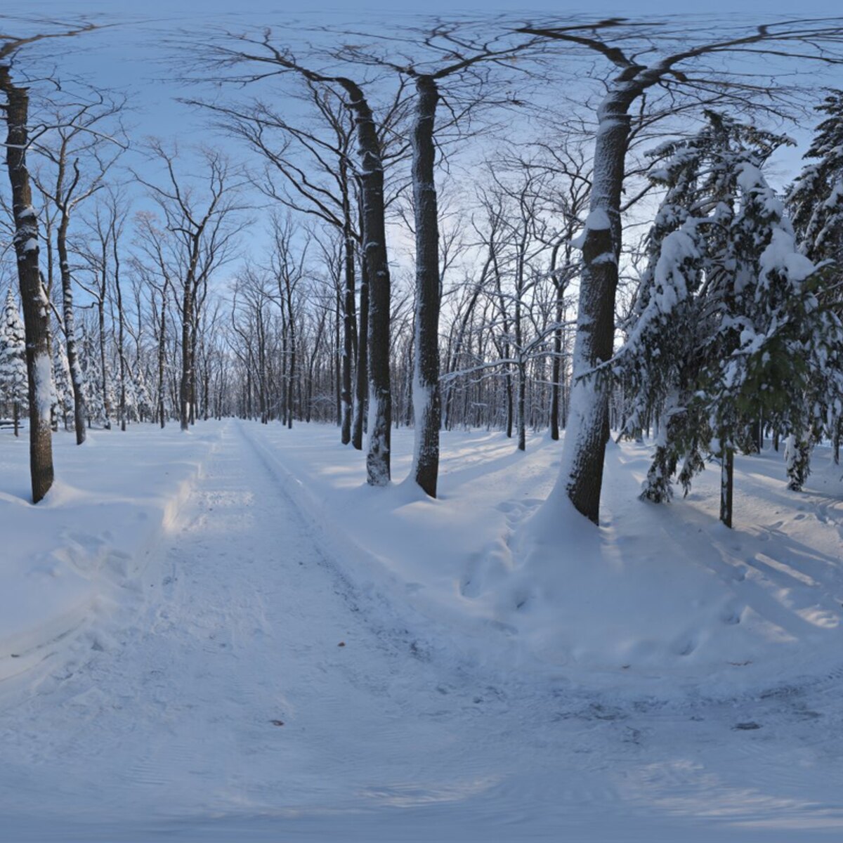 Snowy Forest Path 01 HDRI