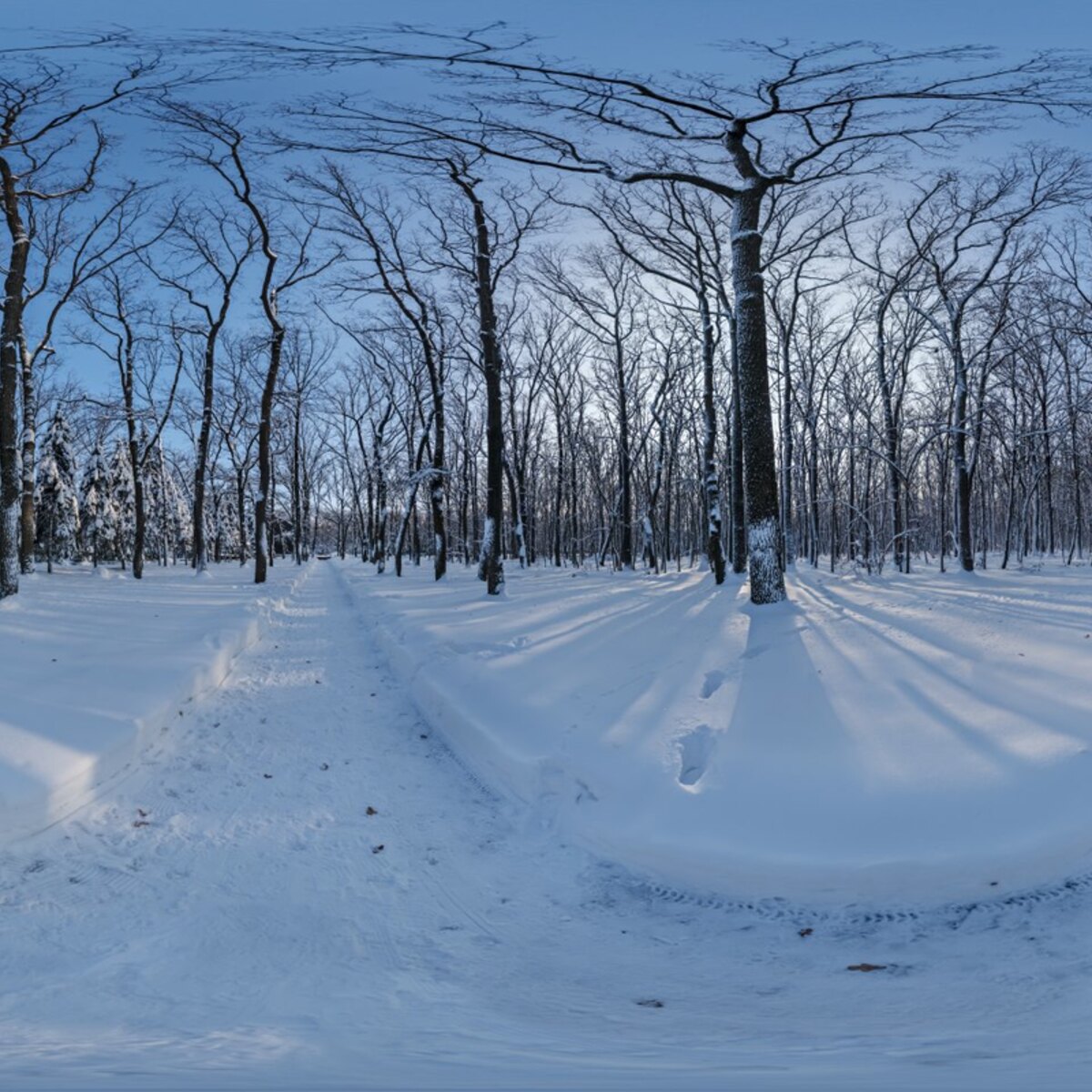 Snowy Forest Path 02 HDRI
