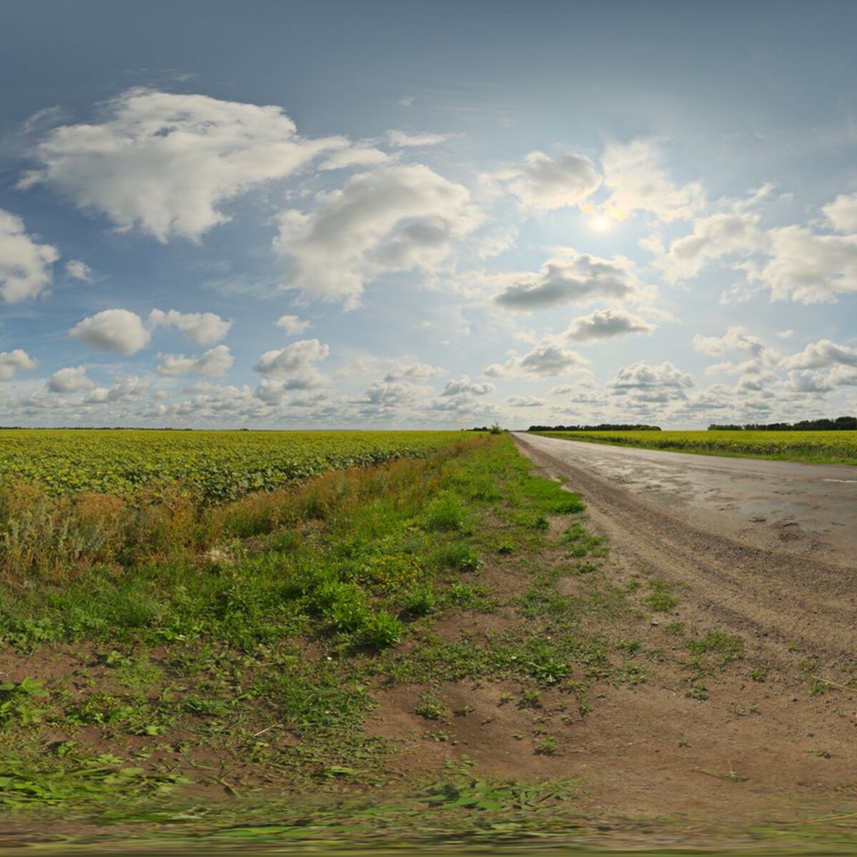 Sunflowers HDRI