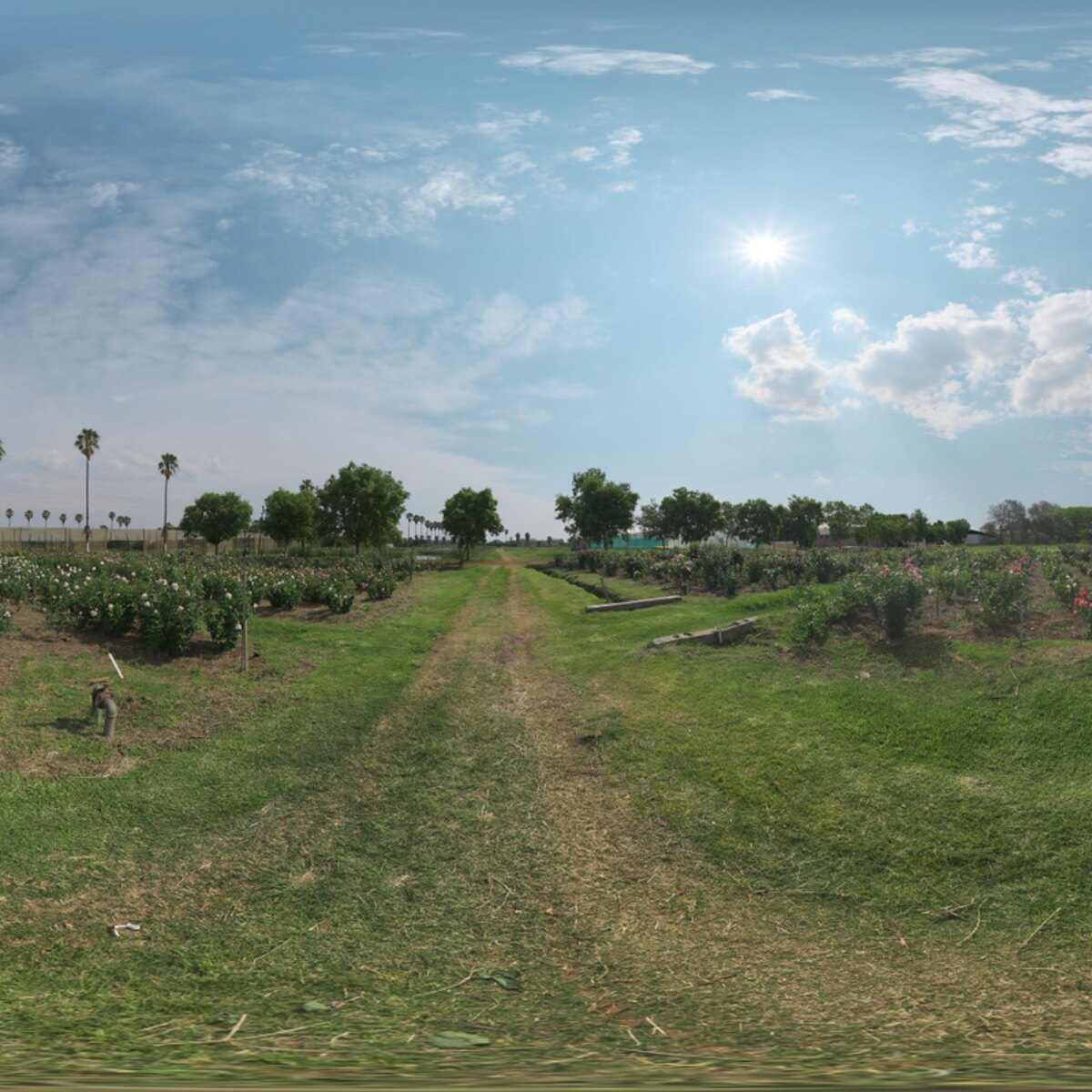 Sunny Rose Garden HDRI