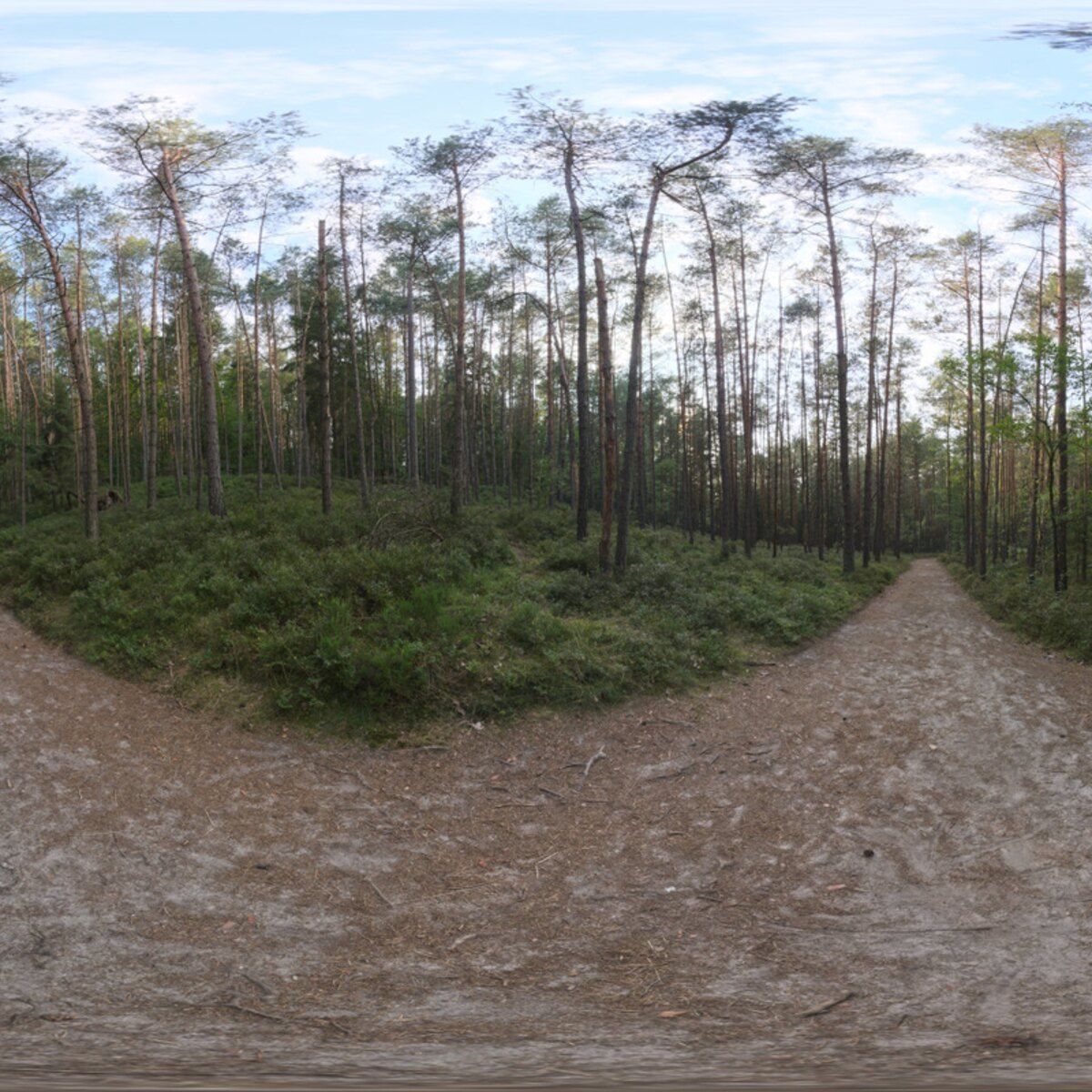 Sunset Forest HDRI