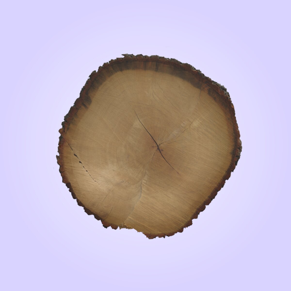 Tree End 003 Material
