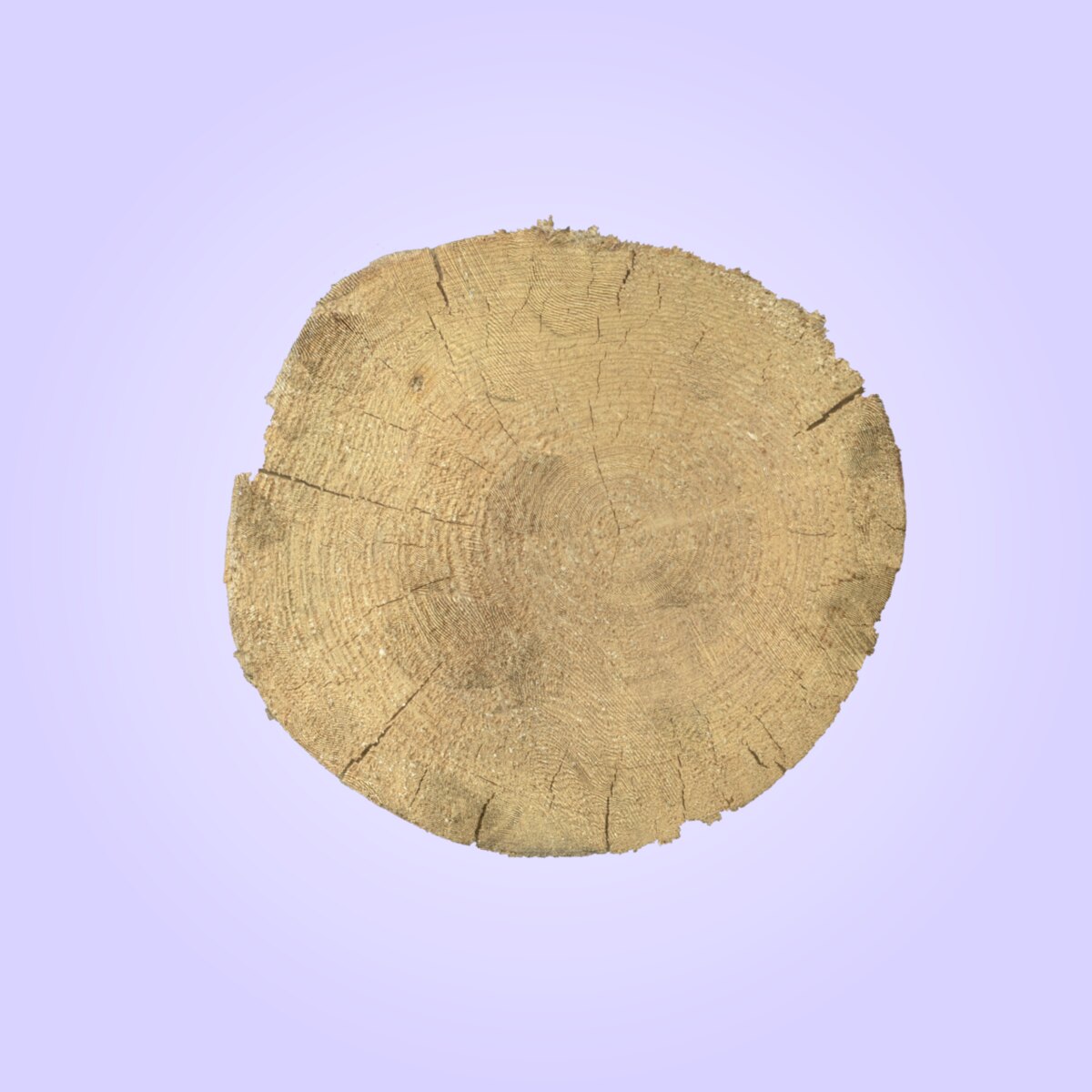 Tree End 005 Material