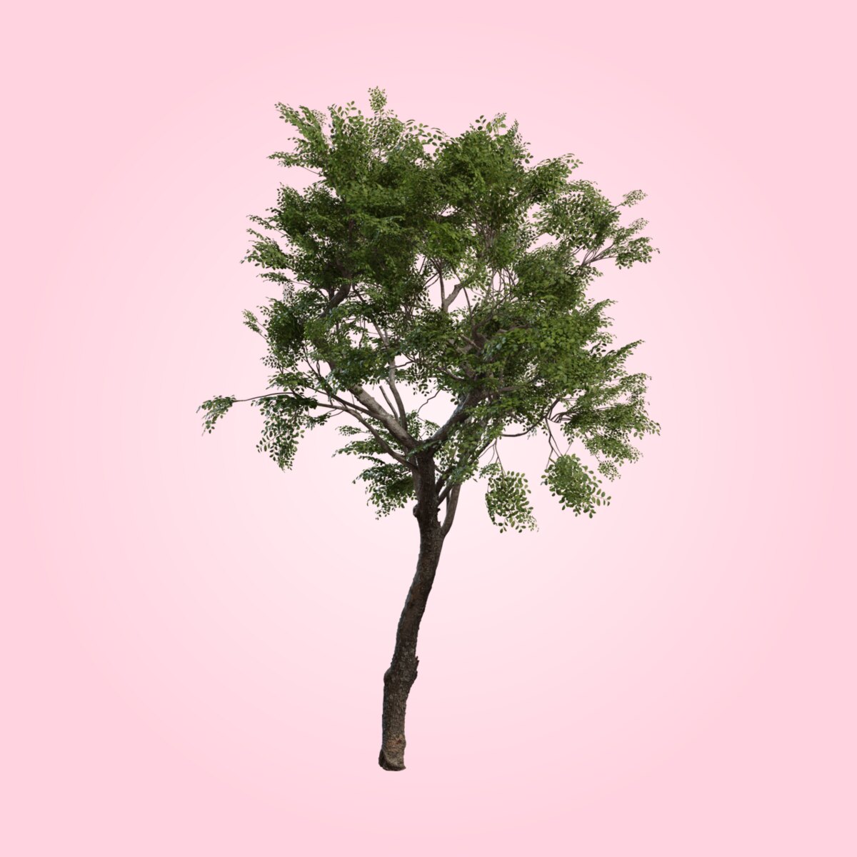 Tree Small 02