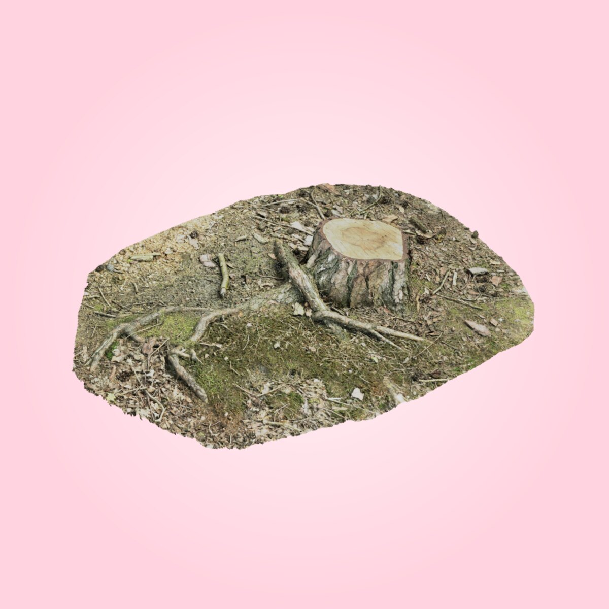 Tree Stump 001