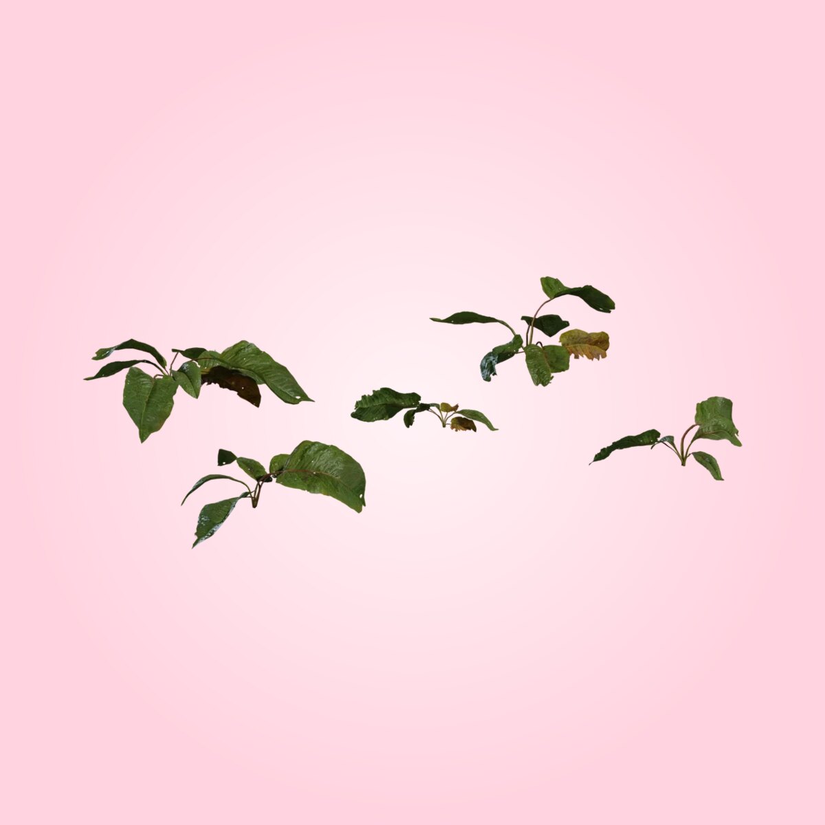 Weed Plant 02