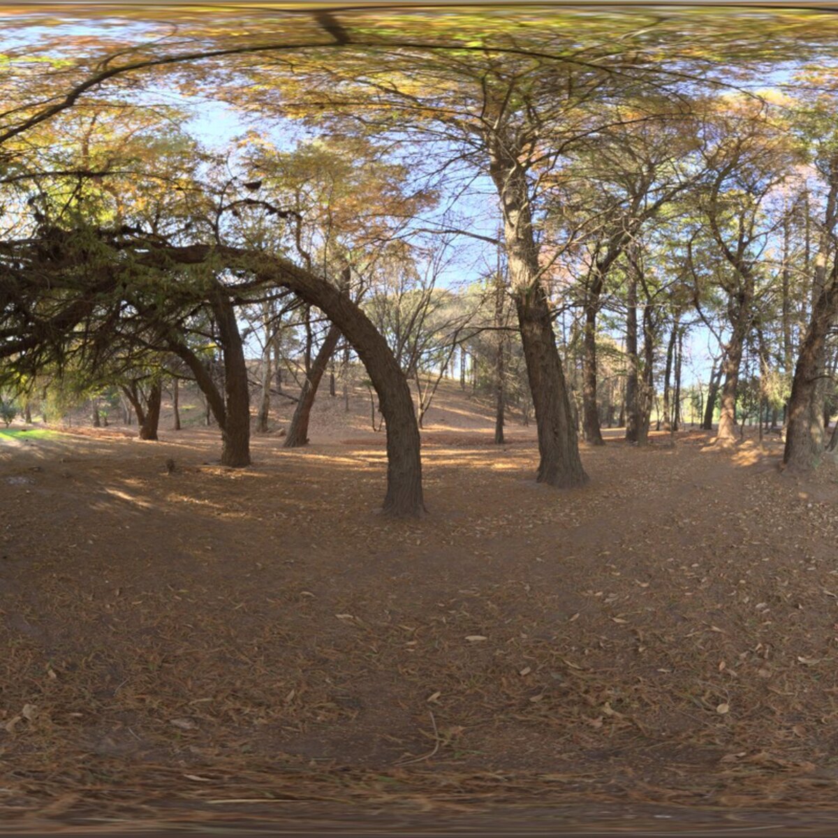 Woods HDRI